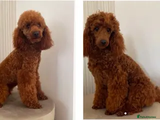 Miniature Poodle dogs Brishee Miniature Red Poodle Studs in Liverpool - Advert 3