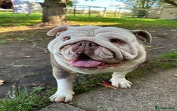 English Bulldog dogs for sale: Can anyone rehome our winnie ! - Image 7