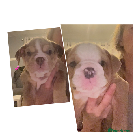 English Bulldog dogs Take me home today ❤️ 2 ladies left ❤️ - Advert 14