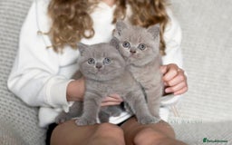 British Shorthair cats for sale: British Shorthair Kitten  - Image 4