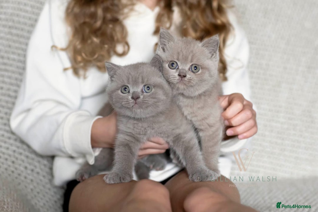 British Shorthair cats for sale: British Shorthair Kitten  - Image 4