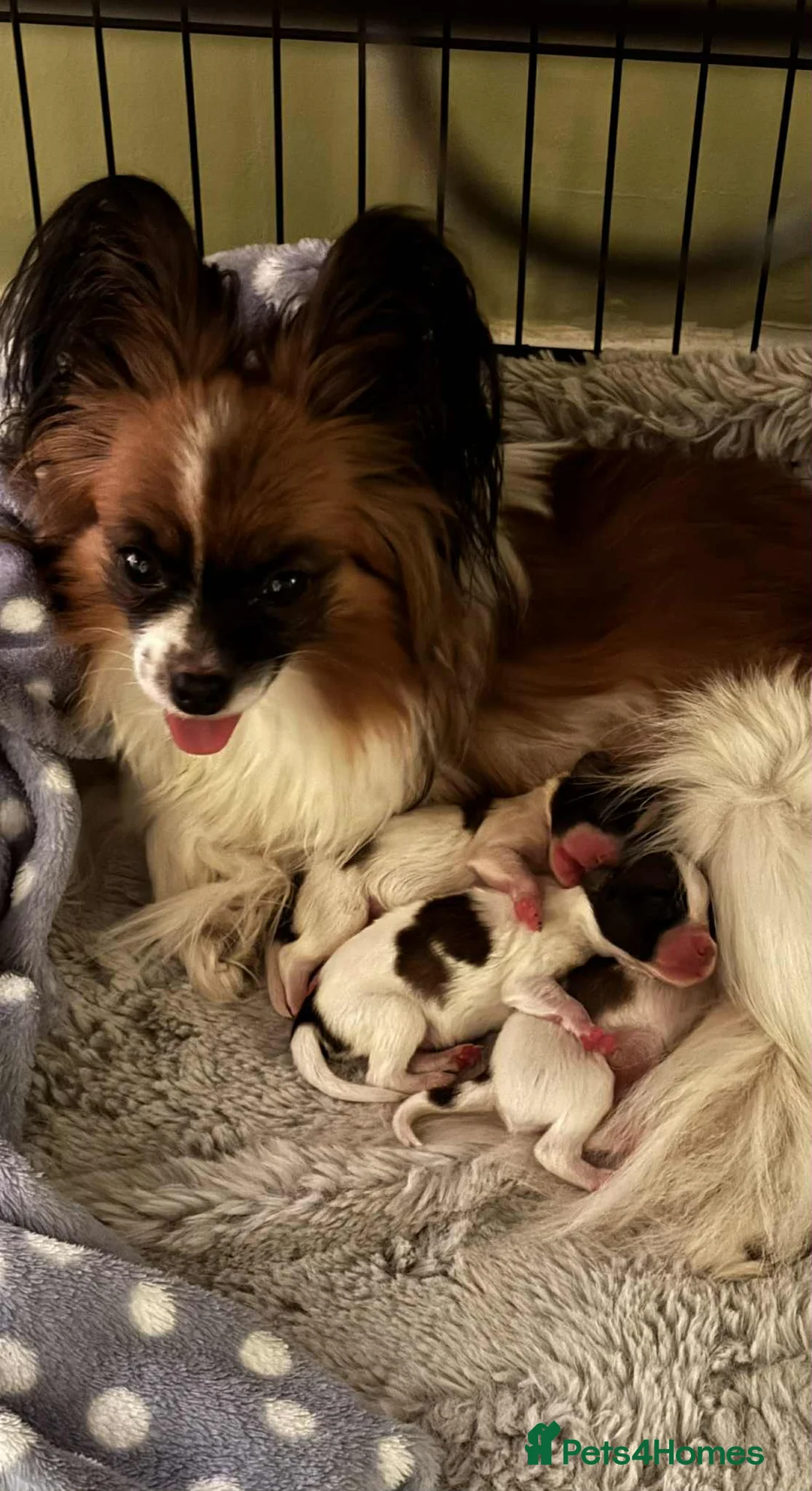 Papillon dogs for sale: Papillon puppies for sale in Watford - Advert 3