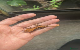 Gecko reptiles for sale: Crested geckos  - Image 1