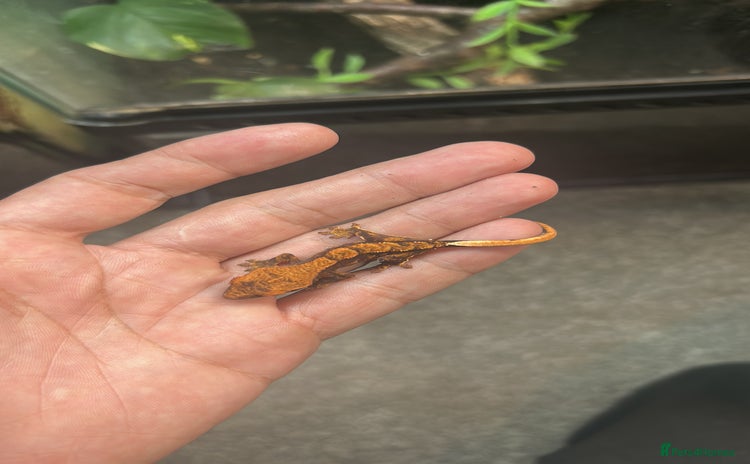 Gecko reptiles - Advert 3