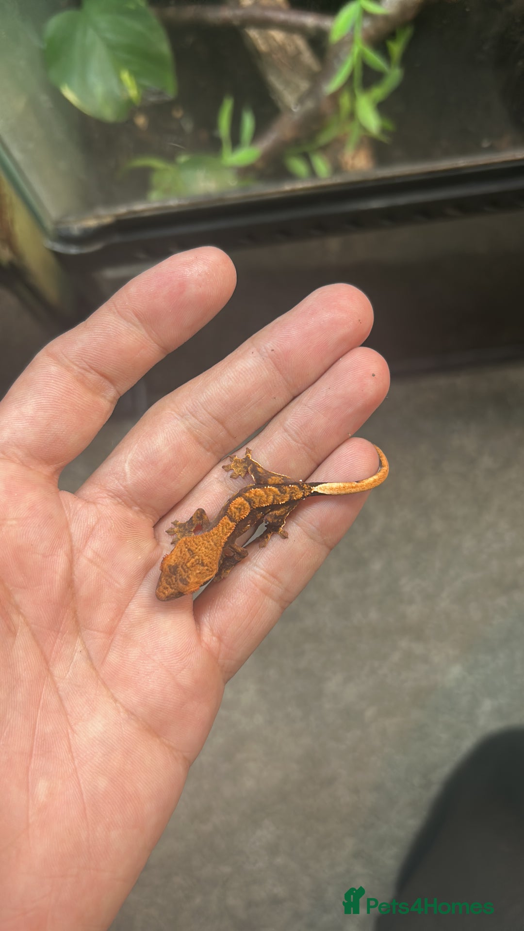 Gecko reptiles for sale: Crested geckos  - Image 1