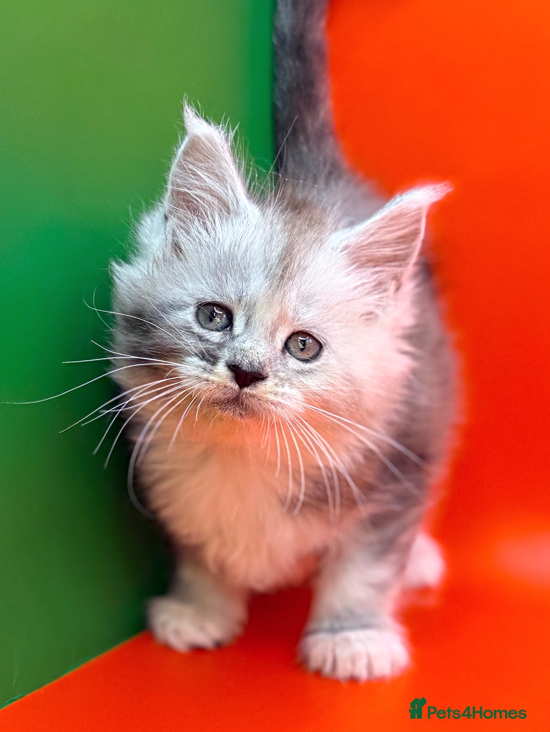 Maine Coon cats for sale: Maine Coons with Tests, Papers, Vet Checks & Vacc. - Advert 5