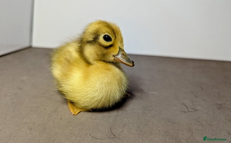 Ducks poultry - Advert 1