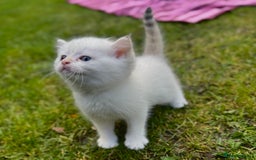 British Shorthair cats for sale: ✨🐾 Soft & Adorable Golden White Blue Kittens 🐾✨ - Image 4