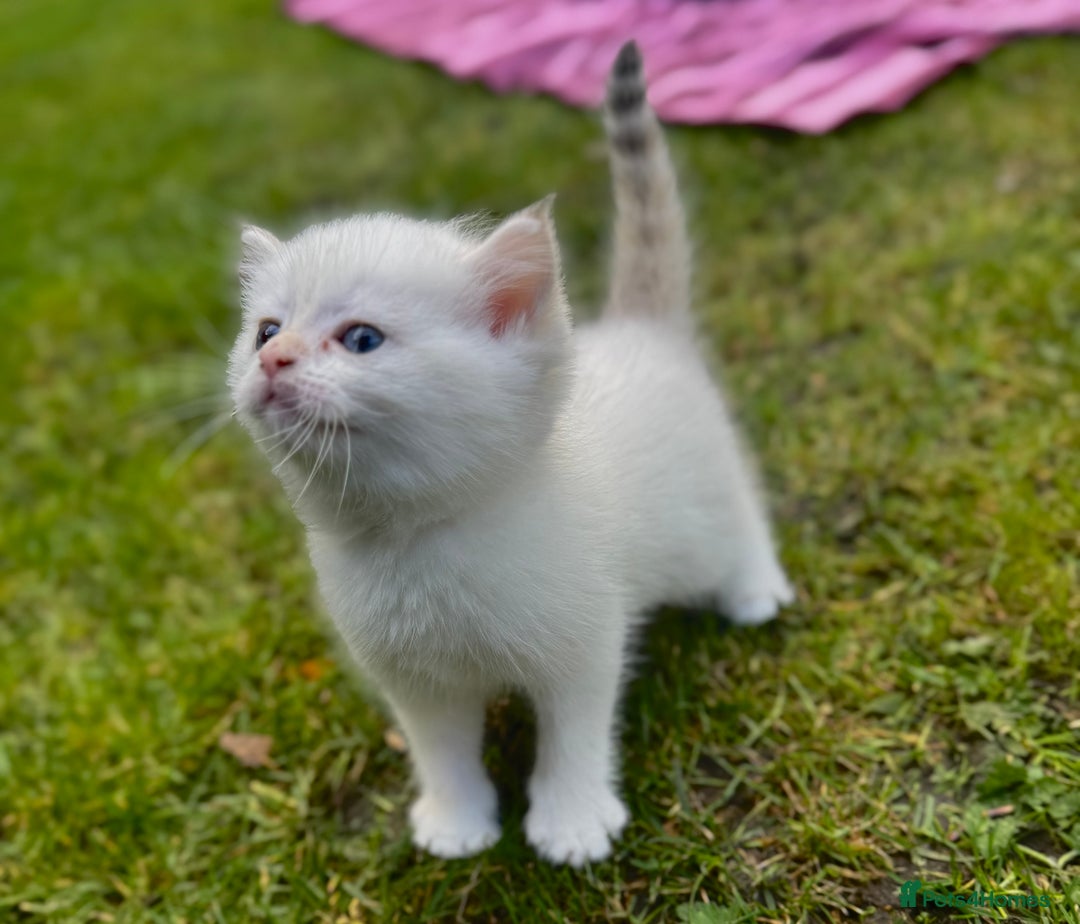 British Shorthair cats for sale: ✨🐾 Soft & Adorable Golden White Blue Kittens 🐾✨ - Image 4