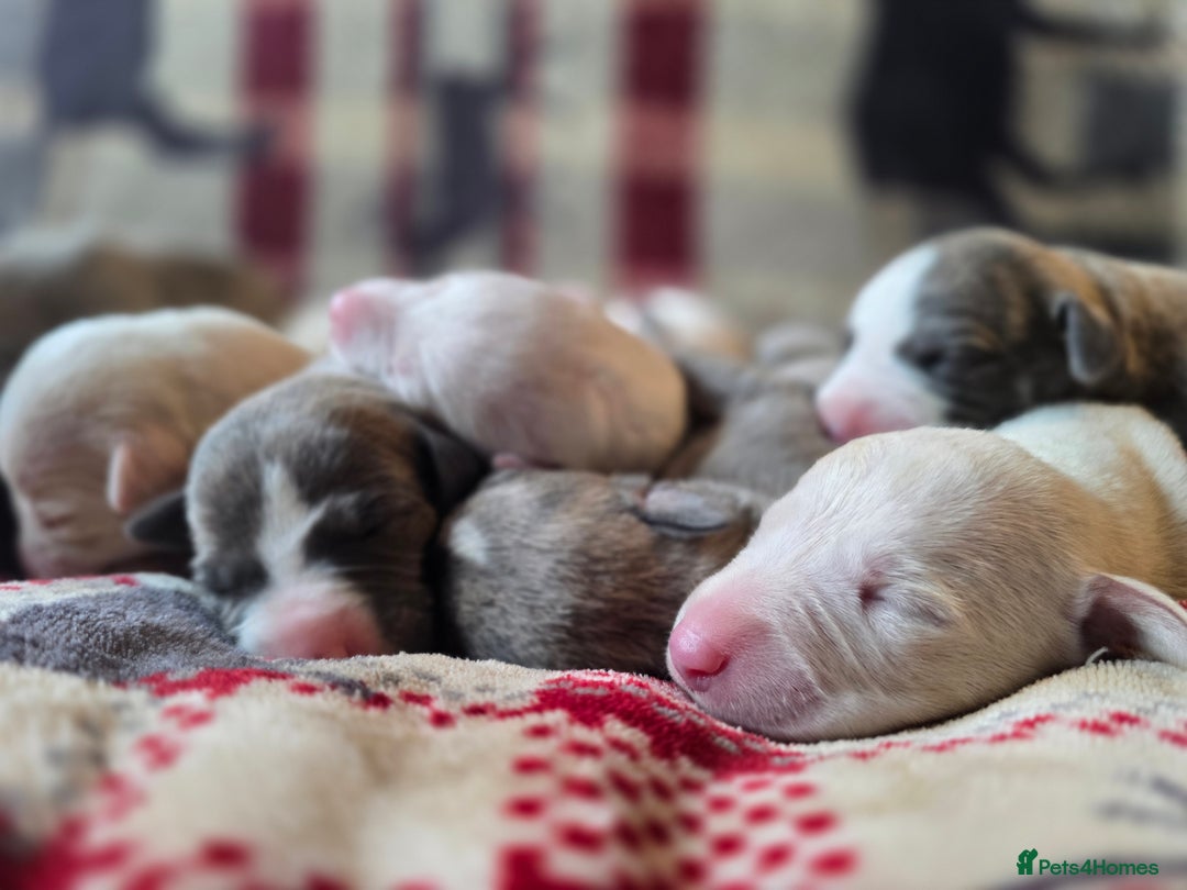 Whippet dogs for sale: KC Registered Small Whippet Puppies - Advert 8
