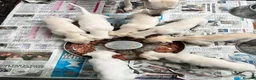 Whippet dogs for sale: Top Quality KC Reg Cream/white Whippet Puppies - Advert 1
