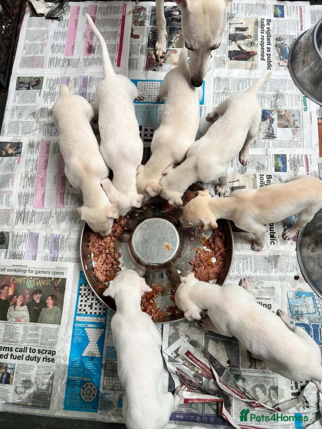 Whippet dogs for sale: Top Quality KC Reg Cream/white Whippet Puppies - Advert 1