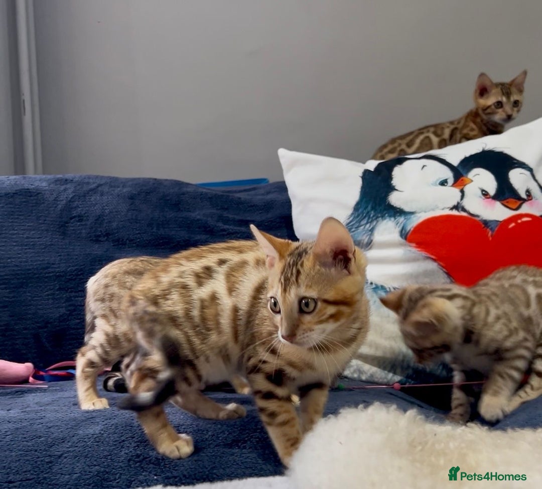 Bengal cats for sale: Beautiful 5 Generation Pedigree Kittens in London  - Image 4