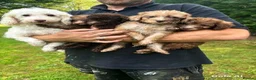 Toy Poodle dogs for sale: Gorgeous Merle toy poodles in Hull - Advert 1