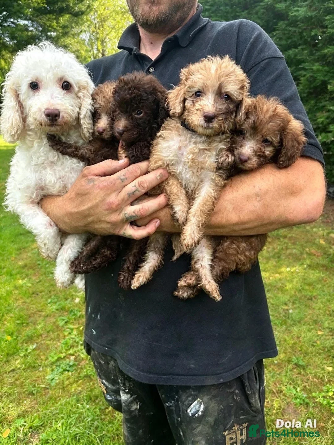 Toy Poodle dogs for sale: Gorgeous Merle toy poodles in Hull - Advert 1