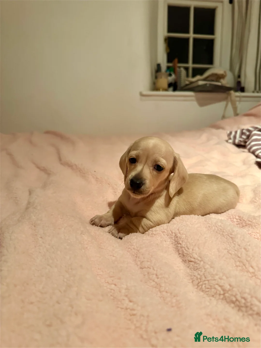 Miniature Dachshund dogs for sale: Cream miniature dachshunds-Petal’s Perfect Puppies - Advert 38