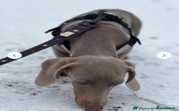 Dachshund dogs for sale: 🌈🌈 Isabella and tan Beautiful puppy’s 🌈🌈  - Image 10