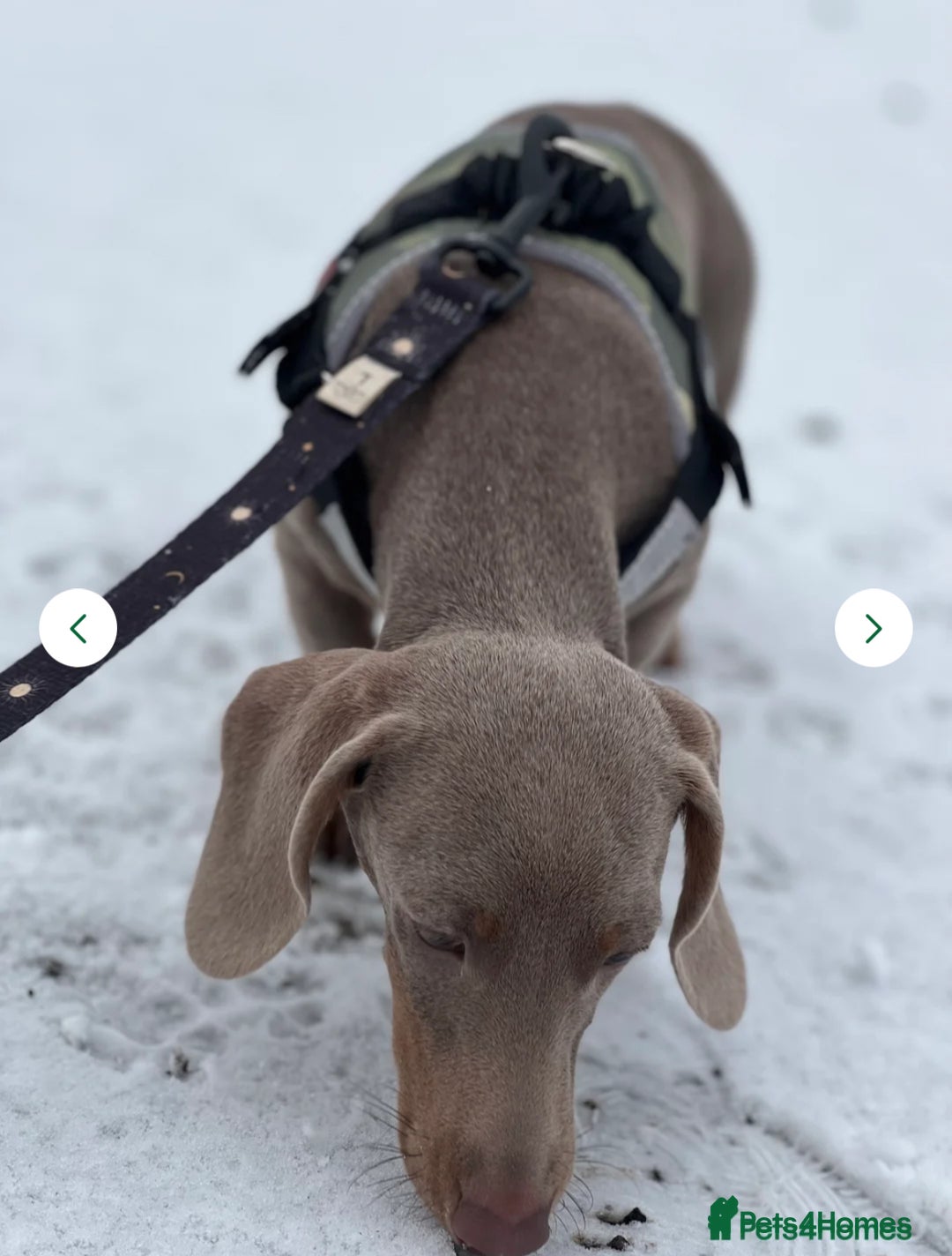 Dachshund dogs for sale: 🌈🌈 Isabella and tan Beautiful puppy’s 🌈🌈  - Image 10