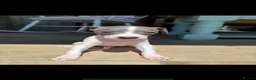 Italian Greyhound dogs for stud: Hojlund Magic Rus aka ‘Tony’ available for stud.  - Advert 4