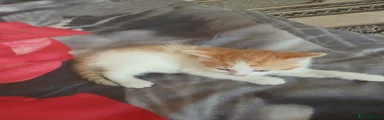 Mixed Breed 4
