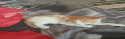 Mixed Breed cats for sale: Famale and male cats for sale  in Newport - Advert 2