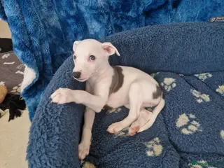 Whippet dogs Heart and DNA tested Blue Parti Whippet Puppies. - Advert 2
