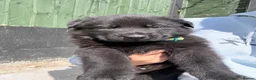German Shepherd dogs for sale: Beautiful Black German Shepherd Puppies in Nelson - Advert 4