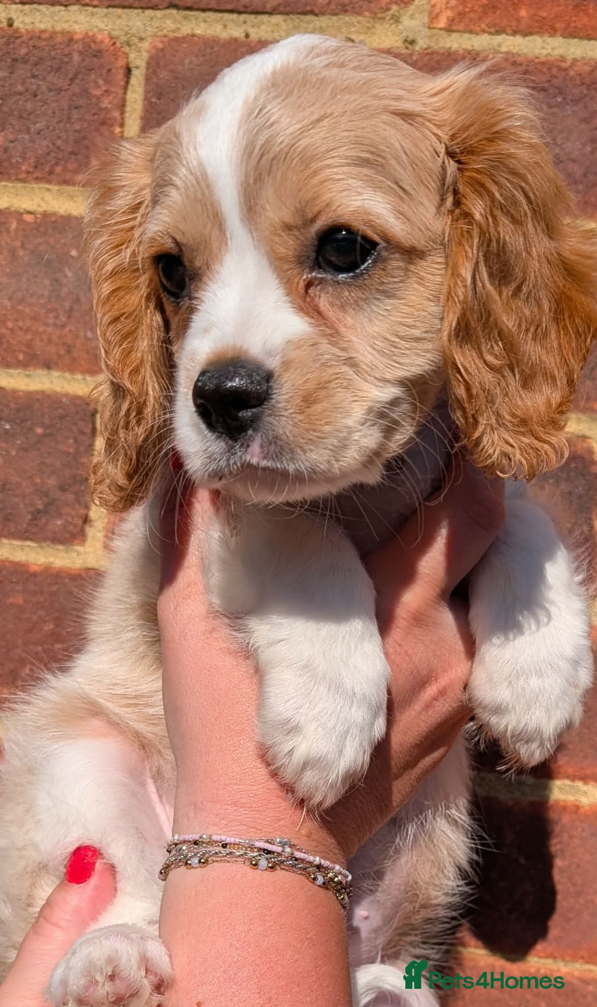 Cavalier King Charles Spaniel dogs *Two Boys Left!* Cavalier King Charles Puppies!  - Advert 1