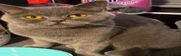 British Shorthair cats for sale: British blue shorthair cats  - Advert 1