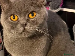 British Shorthair cats British blue shorthair cats - Advert 1