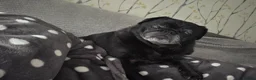 Pug dogs for sale: 5 year old black pug - Ellie  - Advert 3