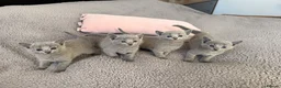 Russian Blue cats for sale: TICA registered pedigree russian blue kittens - Advert 14