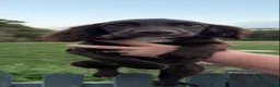 Sprocker dogs for sale: 5* Sprocker puppies - Advert 3