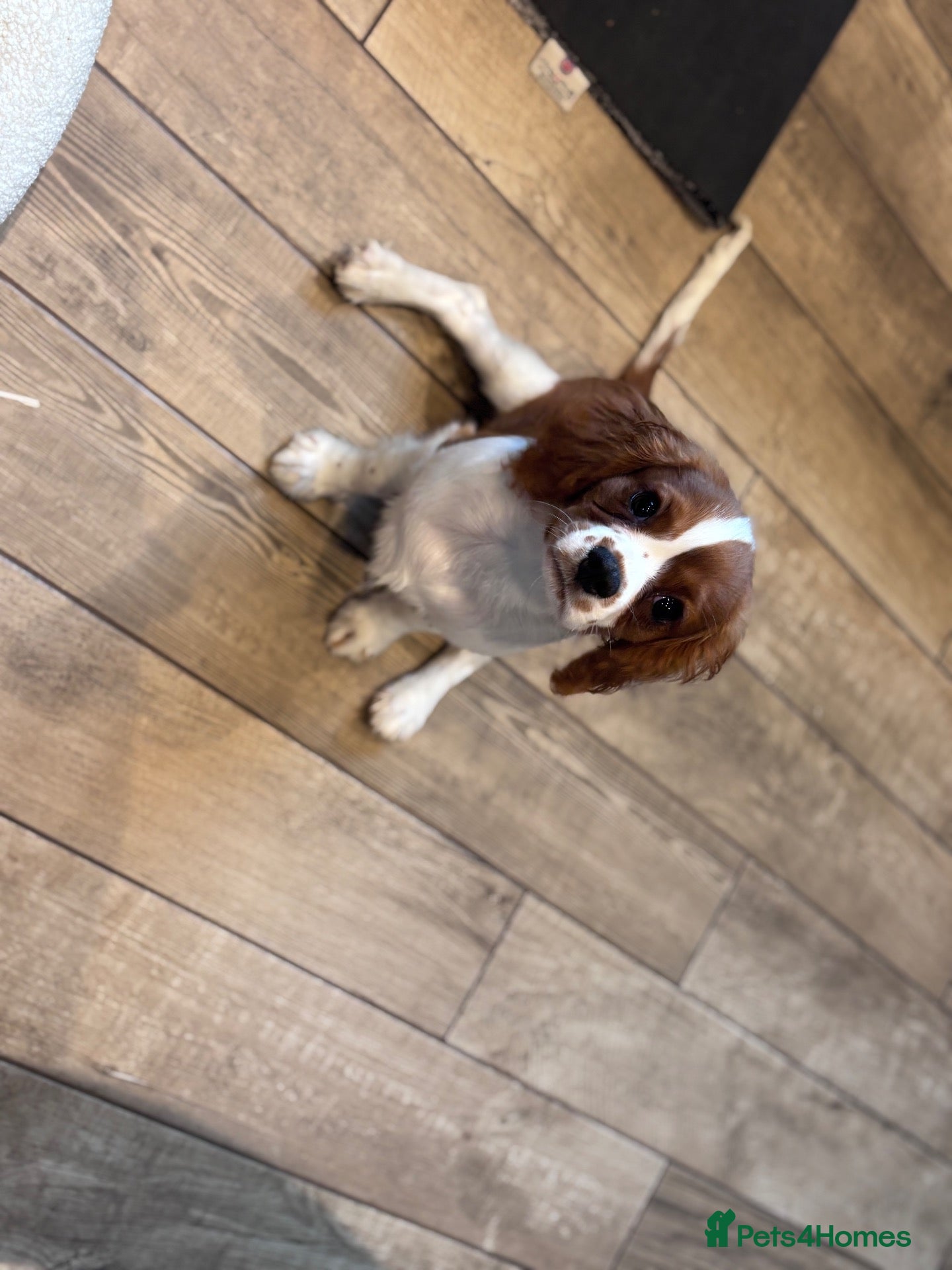 Cavalier King Charles Spaniel dogs Gorgeous chunky little puppies READY now - Advert 1