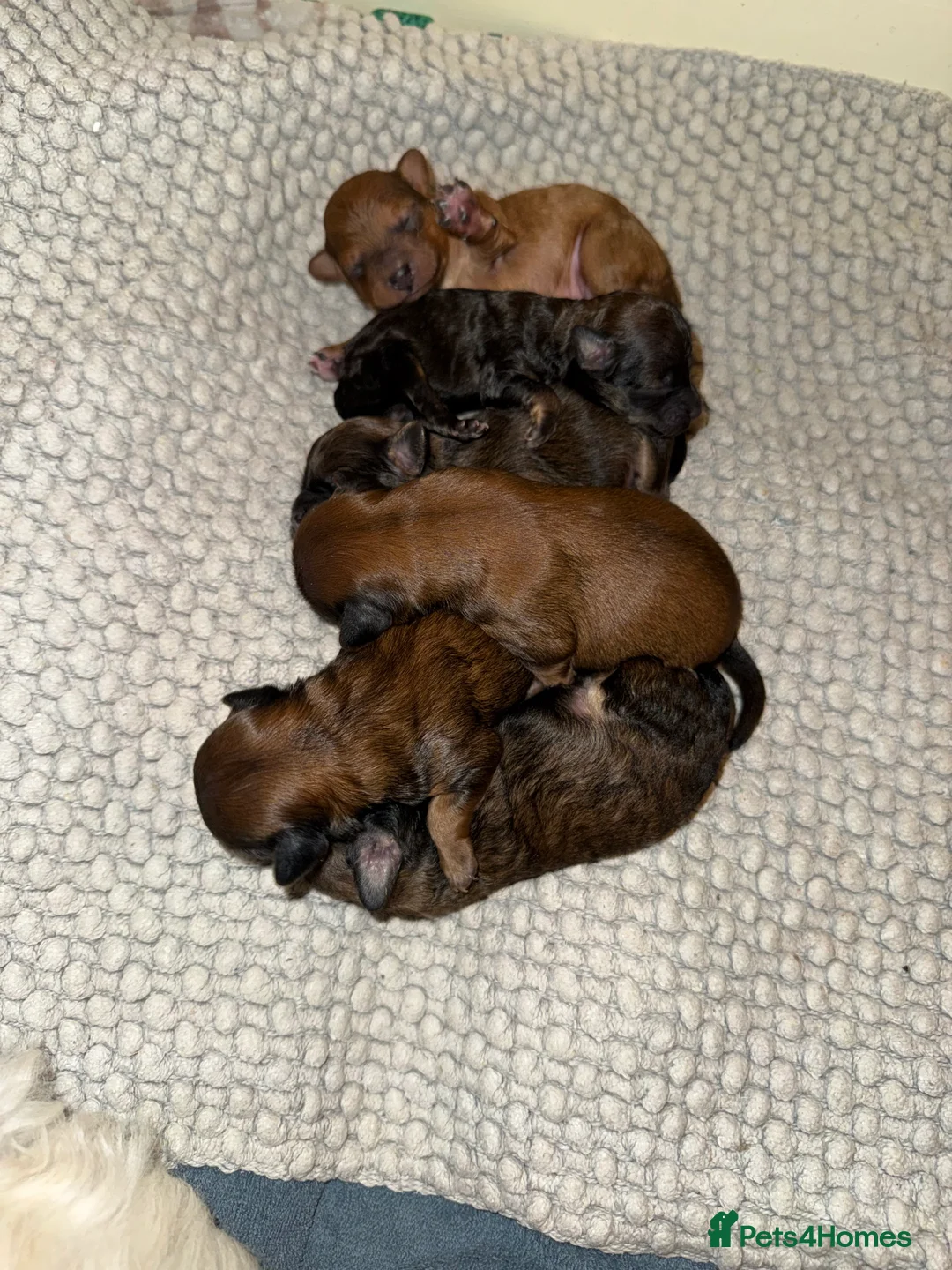Maltipoo dogs for sale: Beautiful F1 maltipoo pups - Advert 2