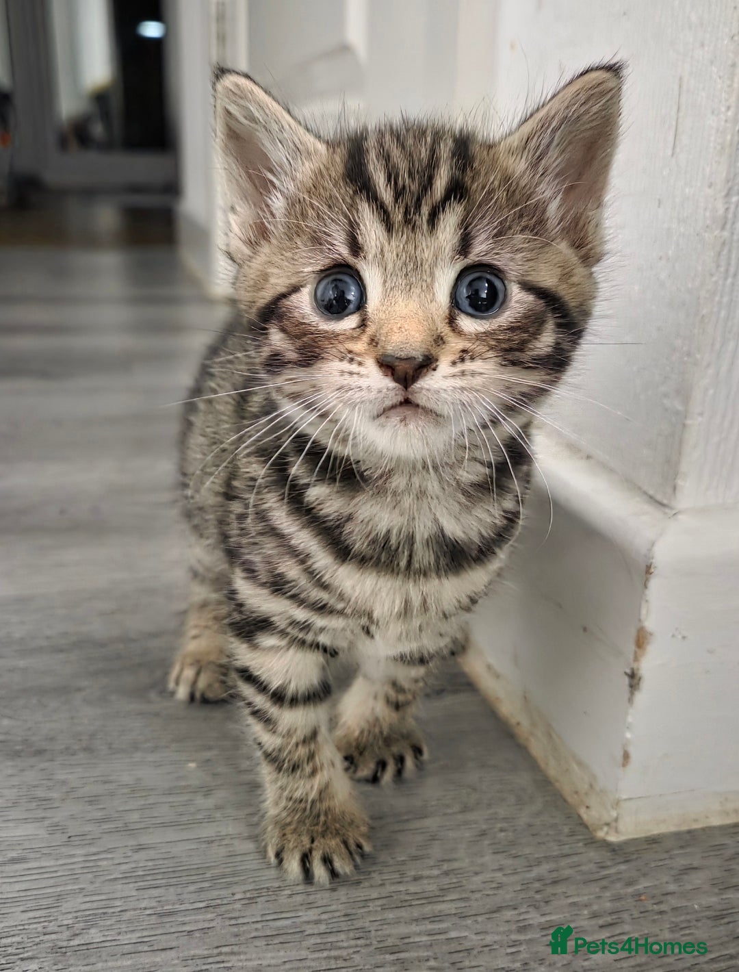 Mixed Breed cats for sale: Mixed breed kittens - Advert 24