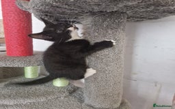 Mixed Breed cats for sale: Adorable Kittens Ready for Their New Homes! 🐾 - Image 3