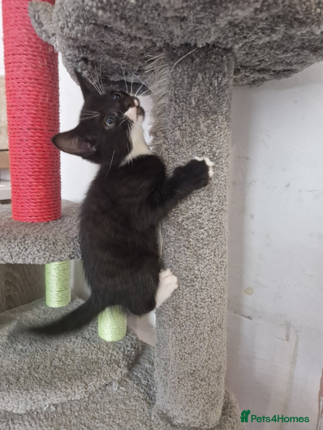 Mixed Breed cats for sale: Adorable Kittens Ready for Their New Homes! 🐾 - Image 3