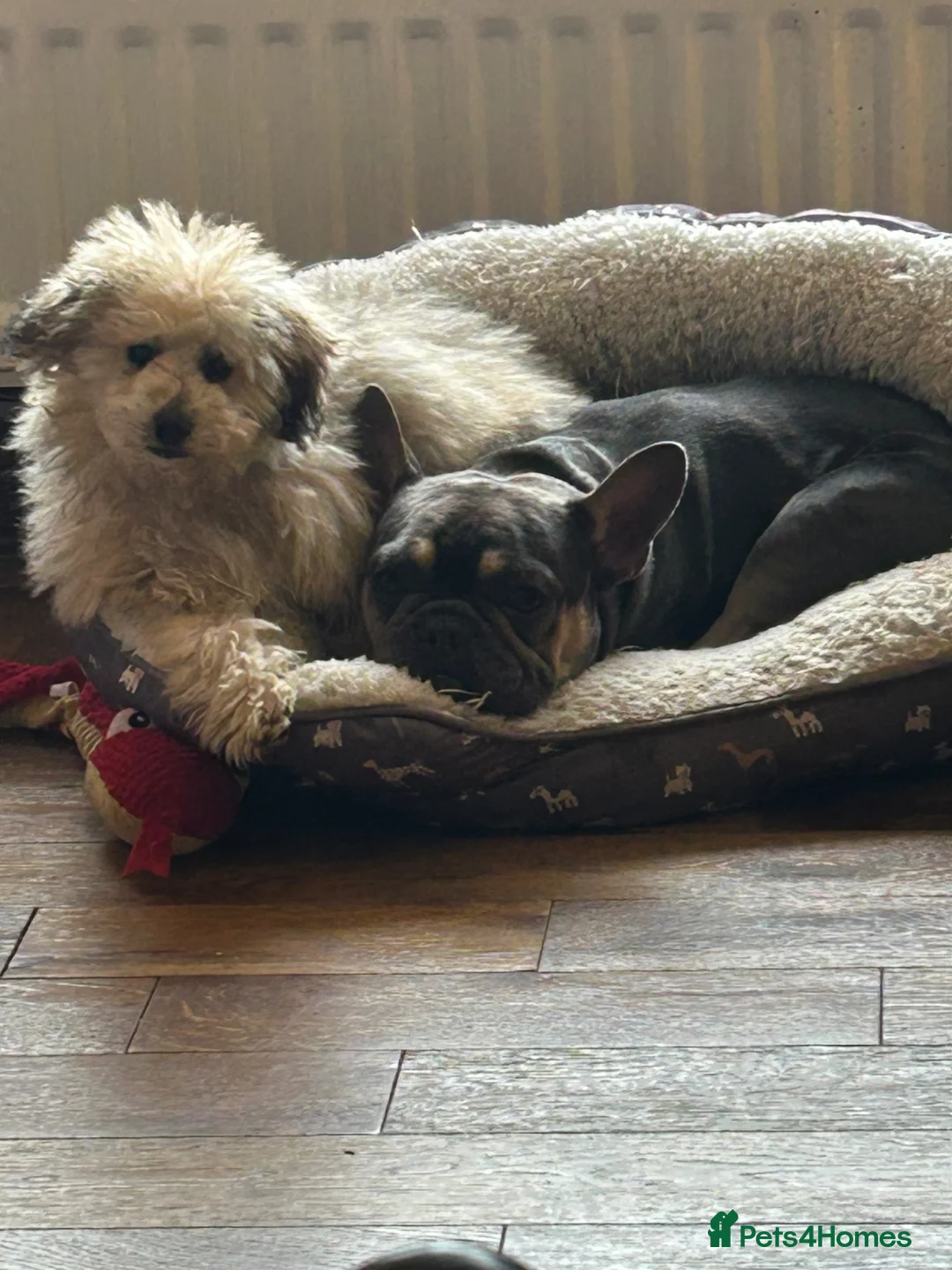 French Bulldog dogs for sale: French bulldog for sale  - Advert 2