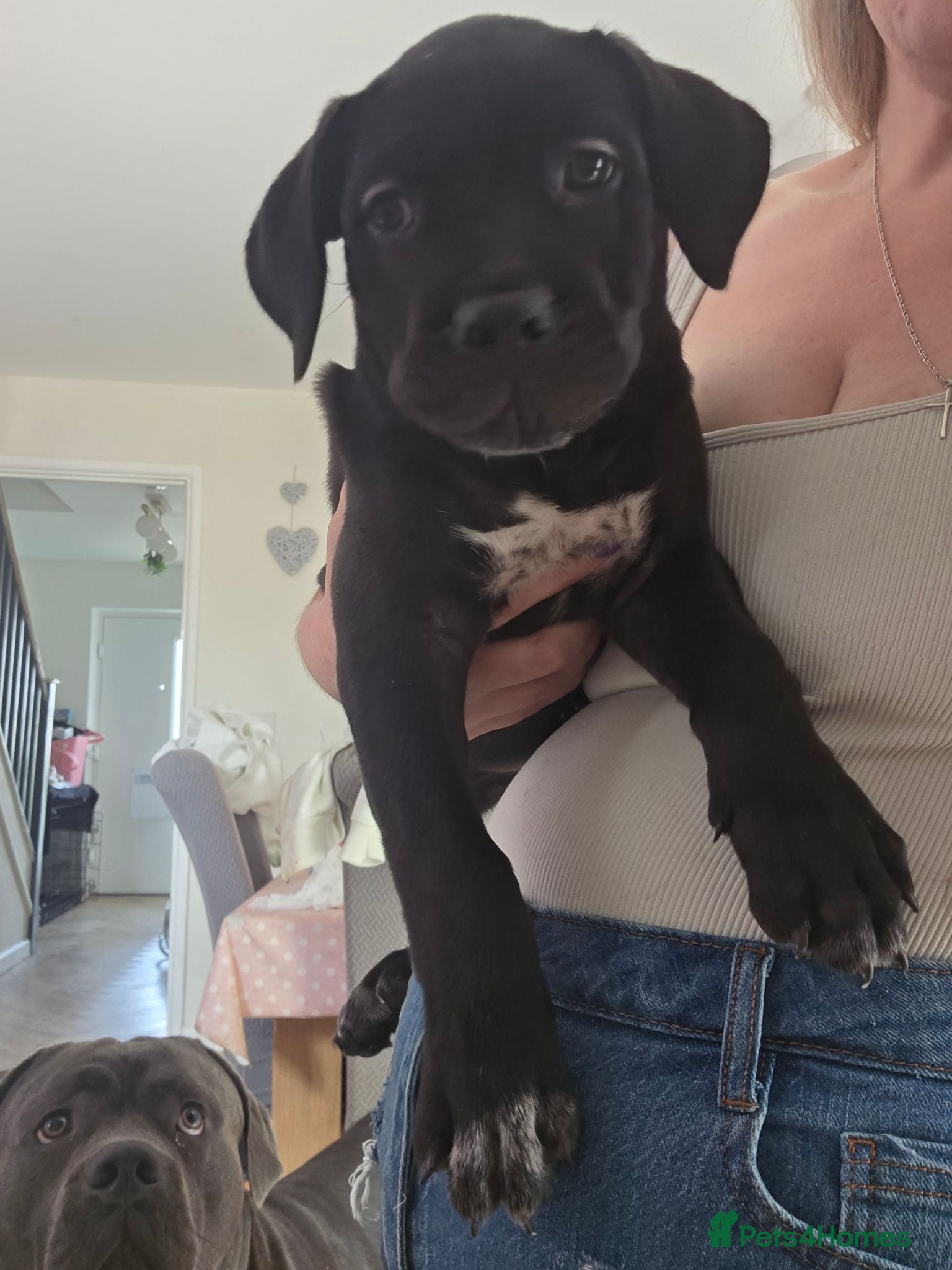 Cane Corso dogs READY FOR HOMES - Cane Corso Puppies  - Advert 2
