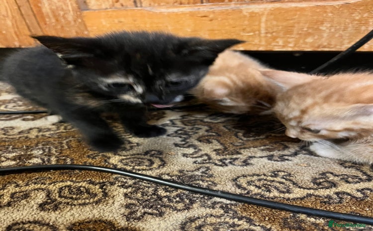 Mixed Breed cats Beautiful ginger and black kittens  - Advert 1