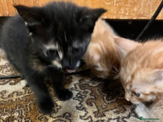 Mixed Breed cats Beautiful ginger and black kittens - Advert 15