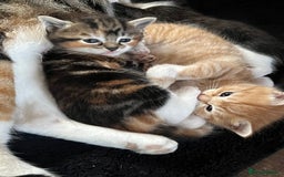 Mixed Breed cats for sale: Affectionate playful kittens - Image 7