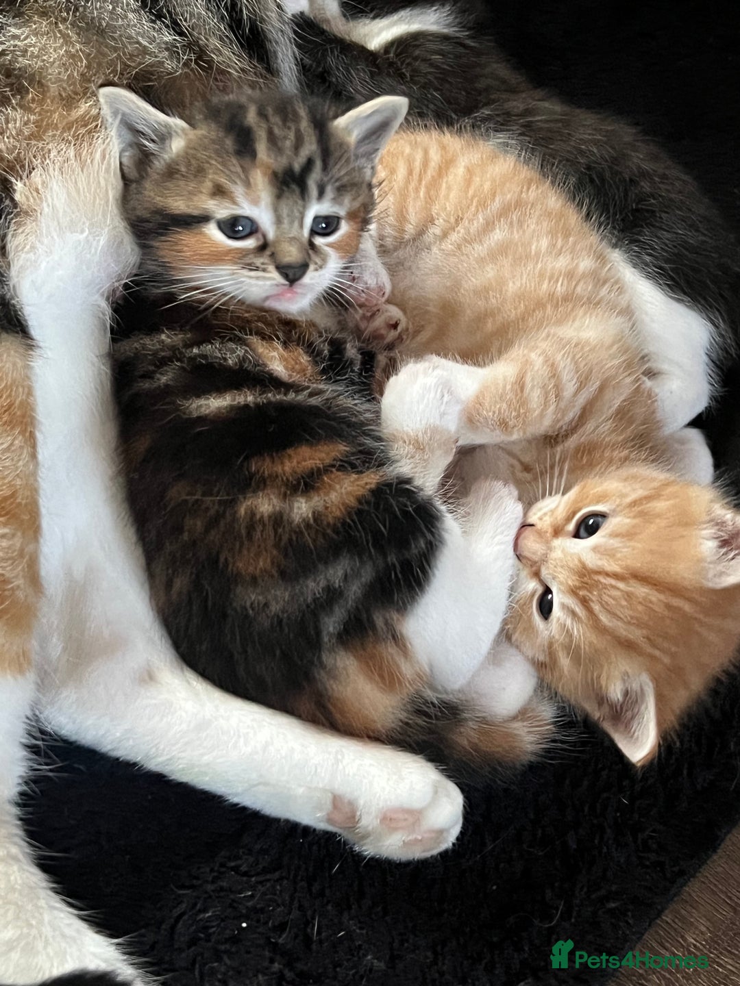 Mixed Breed cats for sale: Affectionate playful kittens - Image 7