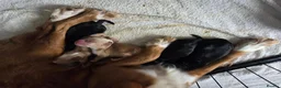 Cocker Spaniel dogs for sale: Beautiful litter of 5 male cocker spaniels  in Mansfield - Advert 11