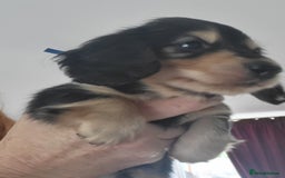 Miniature Dachshund dogs for sale: KC Black and Cream  long haired  - Image 18