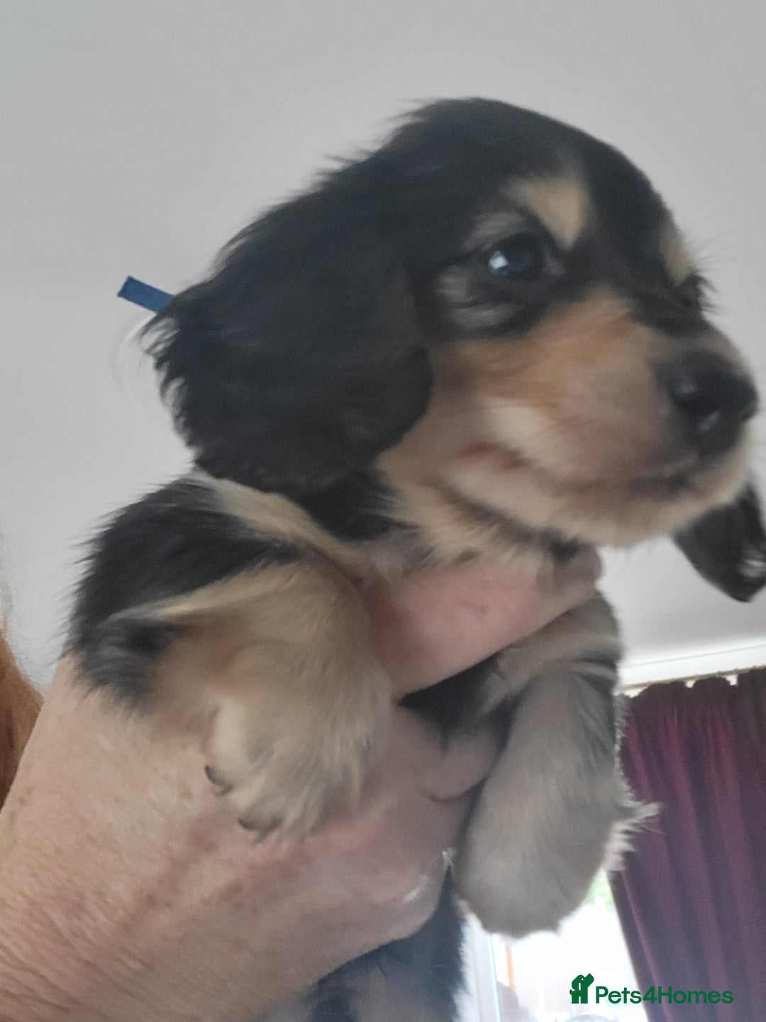 Miniature Dachshund dogs for sale: KC Black and Cream  long haired  - Image 18