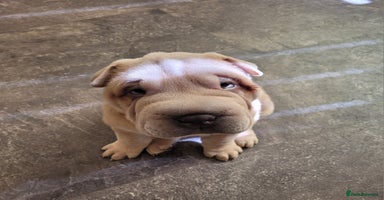Shar Pei dogs - Advert 2