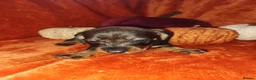 Dachshund dogs for sale: Wired haired dachshund  in Gloucester - Advert 4