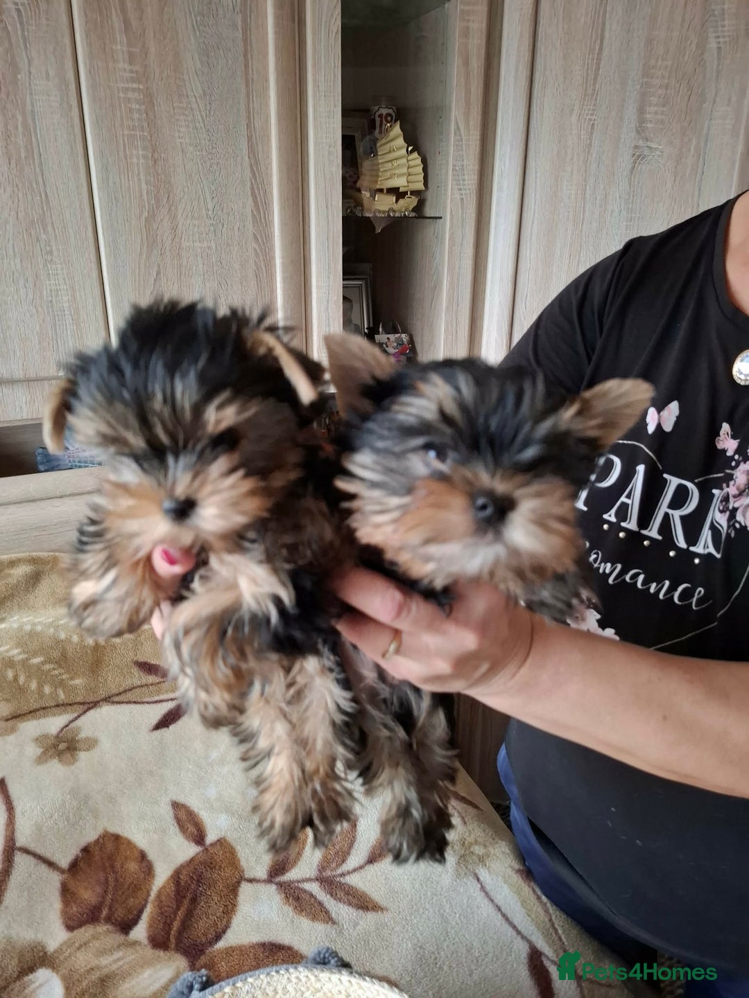 Yorkshire Terrier dogs for sale: Mini Yorkshire Terrier female pups - Advert 3